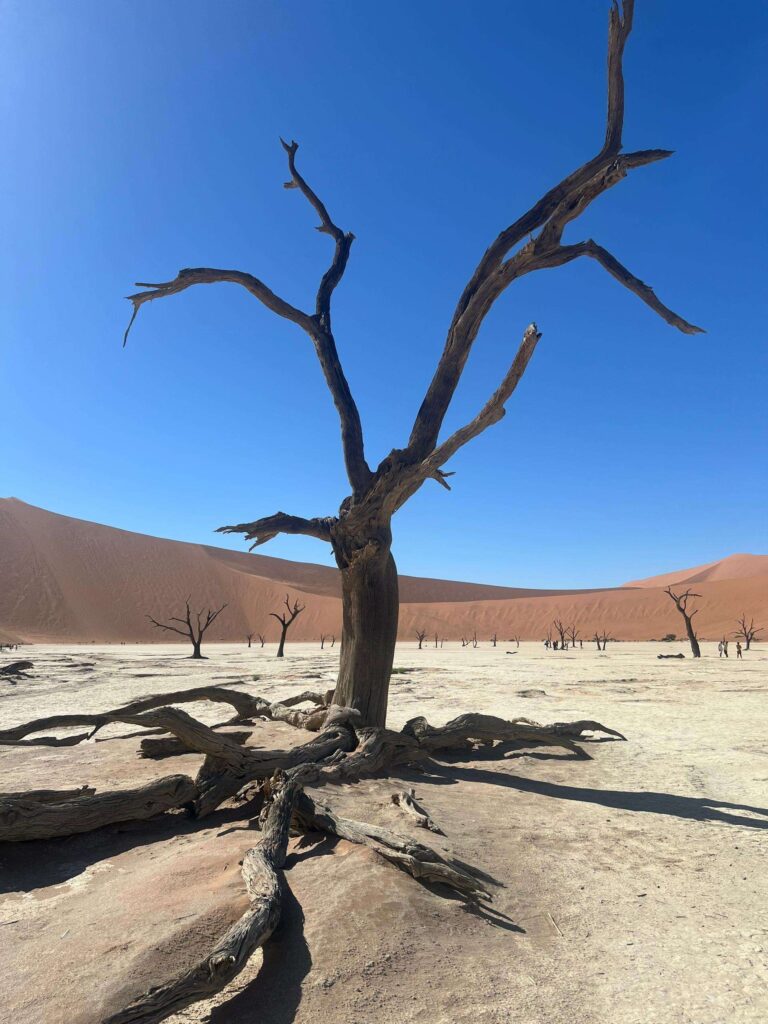 A dead camelthorn tree standing on the white clay pan at Deadvlei with red dunes behind it