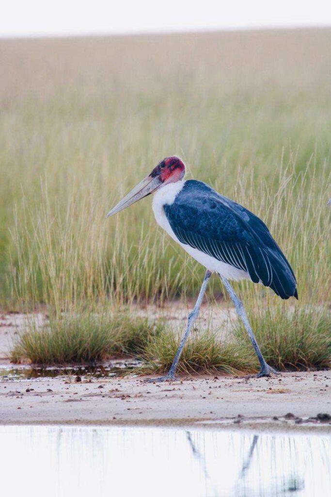 A marabou stork walking along the reedy edge of a waterhole in Etosha