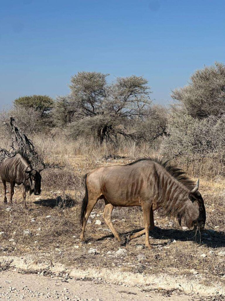 Two blue wildebeest grazing in dry grass and thornbush in Etosha National Park
