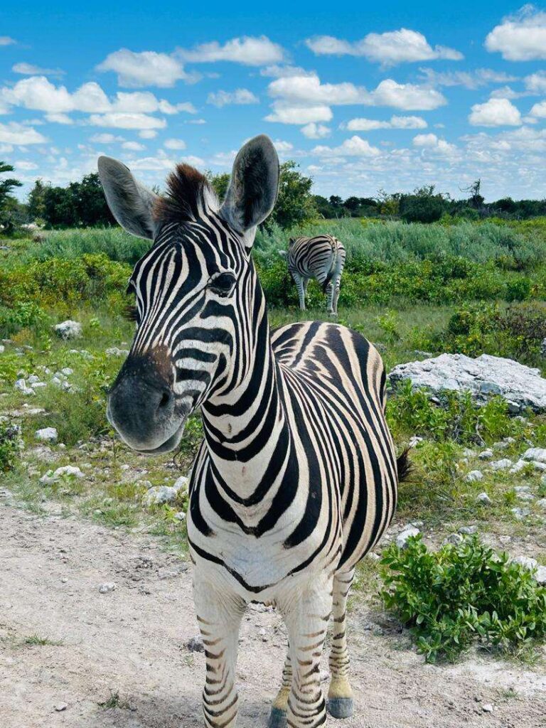 A plains zebra standing on the road in Etosha, looking straight at the camera