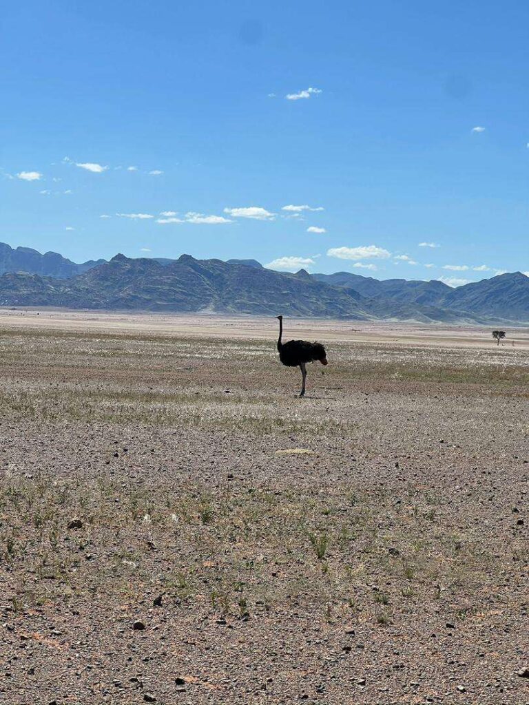 A lone ostrich crossing open gravel plains with the Naukluft mountains behind
